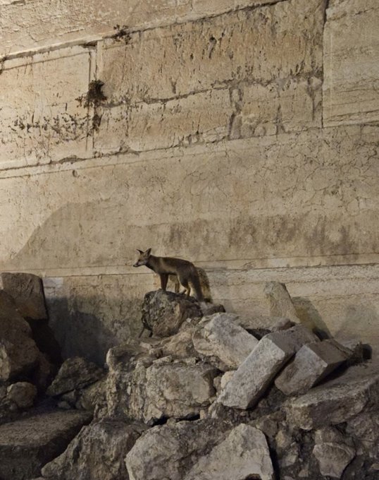 Zorro en el Monte del Templo desata debates sobre profecías